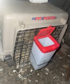 RentACoop 32oz(1L) Drinker Plus 2 Versatile Nipples - Suitable for Chicks, Quail, Pigeons, Doves, and Other Smaller Birds - 1 Pack Pack of 1 36 B1U3XHGarkS