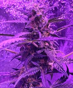 Fox Farm FX14049 Liquid Nutrient Trio Soil Formula: Big Bloom, Grow Big, Tiger Bloom (Pack of 3 - 32 oz. bottles) 18 B1U9MbsoJKS