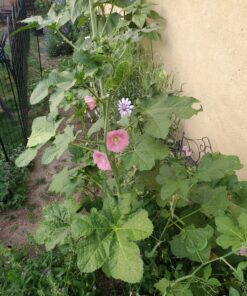 Outsidepride Indian Springs Hollyhock Garden Flower Climbing Vine Plant Mix - 1000 Seeds Indian Spring 30 B1Umxl5LnmS
