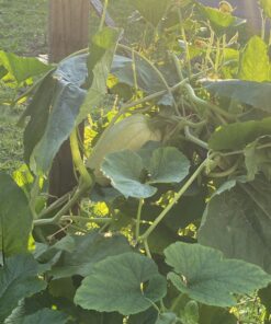 Neptune's Harvest Organic Hydrolized Fish & Seaweed Fertilizer 36 0z 36 Ounce 24 B1V5BiKlNwS