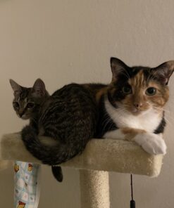 Natural Balance Original Ultra Chicken Meal & Salmon Meal Cat Food Whole Body Health Dry Food for Kittens to Adult Cats 15-lb. Bag Chicken Meal & Salmon Meal Formula 15 Pound (Pack of 1) 26 B1VC RYn04S