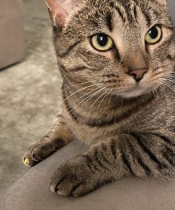 SPOT by Ethical Products - Sponge Soccer Balls Cat Toy, 4-Pack Interactive Cat toys Chasing Hunting Stimulating Cat toys For Indoor Cats Best Sellers, Small Green, Pink, Blue, Yellow, Black 26 B1WeBfGXLzS