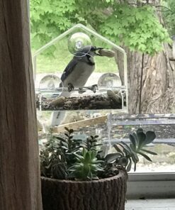 Nature Gear Window Bird Feeder - Refillable Sliding Tray - Weather Proof - Snow and Squirrel Resistant - Drains Rain Water - See Songbirds from Home! (House Style) (House Model) House 44 B1WjMAqFBS