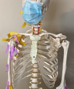 Giantex B010L18XEW Life Size 70.8" Human Anatomical Anatomy Skeleton Medical Model + Stand 57 B1WyOaHO0VS