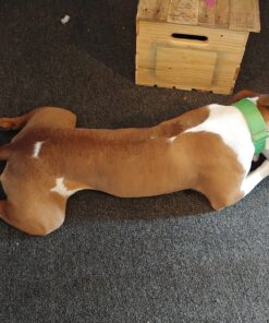 KONG Tires - Durable Dog Chew Toy - Durable Rubber Dog Toy & Treat Dispenser for Power Chewers - Tough Chew Toy for Fetch - Rubber Tire Chew Toy - Medium/Large Dogs Standard Packaging 30 B1XQVEU i1S