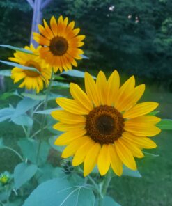 BIG PACK - (1,000+) SUNFLOWER Sunny Sun Flower CRAZY MIX flower Seeds - Non-GMO 37 B1XqUqZL9dS