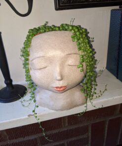 Hoffman 10410 Organic Cactus and Succulent Soil Mix, 10 Quarts 34 B1Y8SKLAZ8S