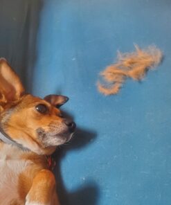 Pet Grooming Dog & Cat Brush For Shedding, Effective for Long & Short Hair Pet Grooming Tool, Reduces Dogs and Cats Shedding Hair By More Than 95%, The Professional Deshedding Tool 39 B1Y9K0SYScS