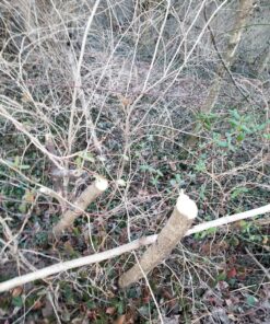 8" x 80T 8-Inch 80 Tooth Carbide Tip Circular Saw Brush Cutter Trimmer Weed Eater Blade (2 Pack) 45 B1YhNhEuOrS