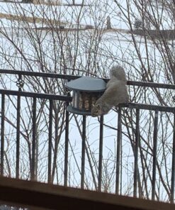 Woodlink Squirrel Diner Feeder Model 75590 beige 44 B1YmGprMRFS