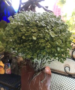 Chia Pet Donald Trump President with Seed Pack, (8" x 4.5" x 7.3") Decorative Pottery Planter, Easy to Do and Fun to Grow, Novelty Gift, Perfect for Any Occasion 31 B1ZYqKzxO6S