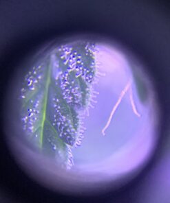 Beileshi 60x Zoom Microscope Magnifier LED + Uv Light Clip-on Micro Lens for Universal Mobile Phones Universal Clamp for iPhone 7s Plus/7s/7/7plus/ 6 6s 6Plus/ 5 Samsun/HTC 38 B1a5UBNxYqS