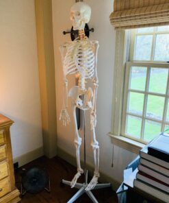 Giantex B010L18XEW Life Size 70.8" Human Anatomical Anatomy Skeleton Medical Model + Stand 49 B1aEVQ7IC6S