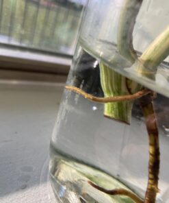 General Hydroponics RapidStart, Plant Food, 1-0.5-1, 125 mL. 32 B1b3gq67KwS