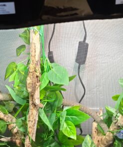 Zoo Med ReptiBreeze Open Air Screen Cage, Extra Large, 24 x 24 x 48-Inches 57 B1b8jgPUt0S