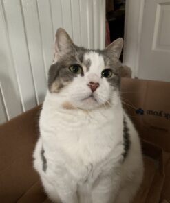 Wysong Uretic - Dry Natural Food for Cats, Chicken, 5 pounds 32 B1cF22BuSwS