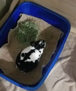 Pureness Giant Cat Litter Pan, Assorted Colors 33 B1dkL6xF sS