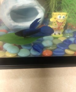 Blue Spotted Betta Plant Leaf Pad for Betta Fish, Tropical Fish Aquariums & Saltwater Fish Aquariums 1 Pack 22 B1dpWEZASPS