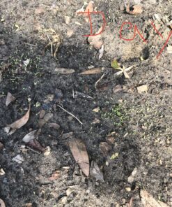 Hummingbird Nectar Wildflower Seeds Bulk Open-Pollinated Wildflower Seed Mix Packet, Non-GMO, No Fillers, Annual, Perennial Wildflower Seeds Year Round Planting - 1 oz 98 B1eNl32VaPS