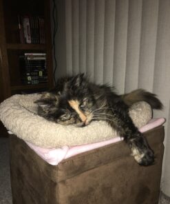 K&H Pet Products Heated Pet Bed Warmer Waterproof Pet Heating Pad for Cat Beds and Dog Beds, Tan Small 31 B1f3ickgI9S