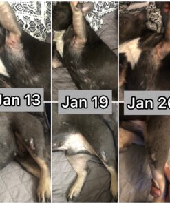 Pet Honesty Dog Allergy Relief Immunity - Chews, Probiotics for Dogs, Seasonal Allergies, Skin and Coat Supplement, Itch Support Supplement (Salmon) Salmon Single 49 B1fFk5b0E7S