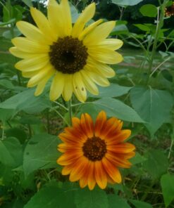 BIG PACK - (1,000+) SUNFLOWER Sunny Sun Flower CRAZY MIX flower Seeds - Non-GMO 38 B1fJHuk1 lS