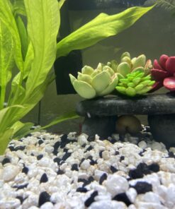 Zanyzap Pre-Filter Sponge 3 Pack for Fluval Edge Aquarium 26 B1fMO6A19jS