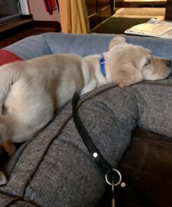 Sounds True Through A Dog's Ear, Vol. 1: Music to Calm Your Canine Companion 10 B1fNsVapSGS