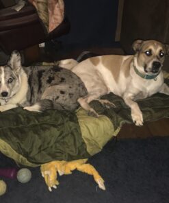 Stella & Chewy's Freeze-Dried Raw Carnivore Crunch Cage-Free Duck Recipe Dog Treats – 3.25 oz. Bag 3.25 Ounce (Pack of 1) 34 B1fbvKXhIIS