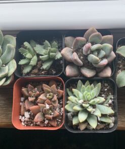 Shop Succulents | Unique Collection of Live Succulent Plants, Hand Selected Variety Pack of Mini Succulents | Collection of 12 6-Pack 59 B1g c4OfApS