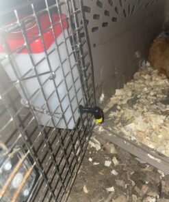 RentACoop 32oz(1L) Drinker Plus 2 Versatile Nipples - Suitable for Chicks, Quail, Pigeons, Doves, and Other Smaller Birds - 1 Pack Pack of 1 37 B1gA29tqbUS