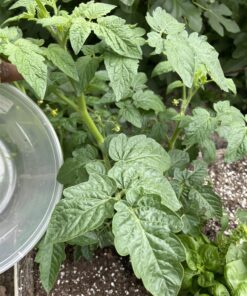 AgroMagen, GrowSafe Bio-Pesticide For Spider, Organic Natural Miticide, Fungicide and Insecticide, (8.5 fl.oz.) 8.5 Fl Oz (Pack of 1) 43 B1gCvc6ZtqS