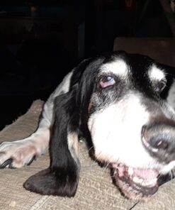 Advantage II XL Dog Vet-Recommended Flea Treatment & Prevention | Dogs Over 55 lbs. | 4-Month Supply 4-Pack 42 B1gYiSvGjdS