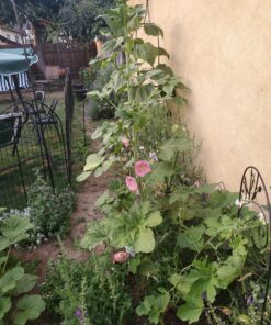 Outsidepride Indian Springs Hollyhock Garden Flower Climbing Vine Plant Mix - 1000 Seeds Indian Spring 31 B1gd6sT2MgS