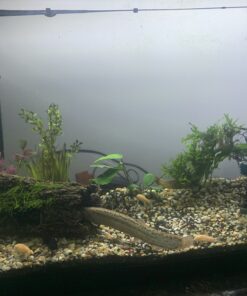 Penn-Plax Cascade All-in-One Aquarium Canister Filter – for Tanks Up to 100 Gallons (265 GPH) – Cascade 1000 Cascade-1000 81 B1hLf6QLwS