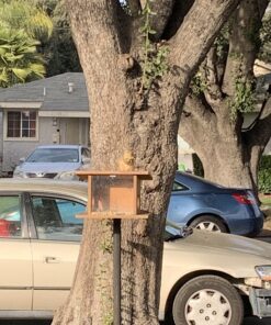 Audubon Park 12243 Critter Crunch Wild Bird and Critter Food, 15-Pounds 26 B1hmqVro8HS