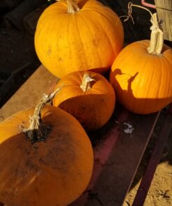 Heirloom Vegetable Seeds Non GMO Survival Seed Kit - Part of Our Legacy and Heritage - 50 Varieties 100% Naturally Grown- Best for Gardeners Who Raise Their Own Healthy Food 1 44 B1i 2KAb9xS