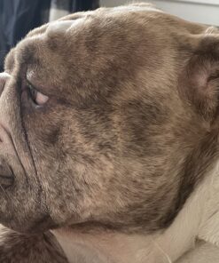 Boudreaux's Butt Paste Maximum Strength Diaper Rash Cream, Ointment for Baby, 4 oz Tube 4 Ounce 32 B1iRKfYaZWS