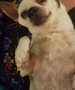 K9 Advantix II Small Dog Vet-Recommended Flea, Tick & Mosquito Treatment & Prevention | Dogs 4-10 lbs. | 6-Mo Supply 6 Pack Small Dog only 23 B1iUaDSkmUS