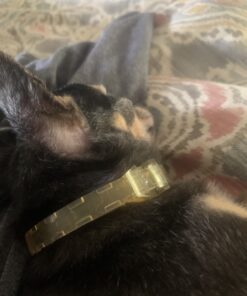 Natural Care Repellent Flea & Tick Collar for Dogs & Puppies, 4 Month Protection, White 25 B1iXVbBYFZS