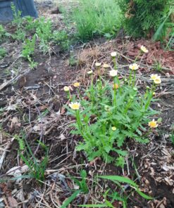 6000 Creeping Daisy Seeds - Annual, Full Sun Daisy 8 B1ibvn18oBS
