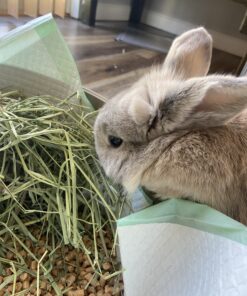 Petmate Booda Dome Cat Litter Box for Indoor Cats , Titanium, Made in USA One Size 50 B1j9yN1eFS