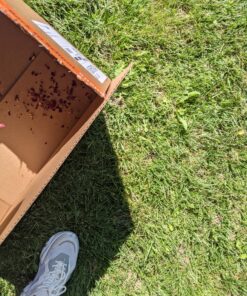 Dried Rose Petals and Rose Buds - Red - 1 Pound Edible Flowers - Use in Tea, Baking, Making Rose Water, Crafting, Wedding Confetti - Included Sample Bottle of Rose Absolute Essential Oil - by bMAKER 37 B1kU4CghjAS