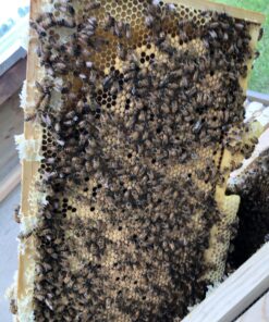 Bountiful Bee's Brood Booster and Feeding Stimulant (16 Ounce) 20 B1m61fJFqtS