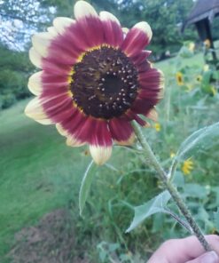 BIG PACK - (1,000+) SUNFLOWER Sunny Sun Flower CRAZY MIX flower Seeds - Non-GMO 39 B1mae4zBosS