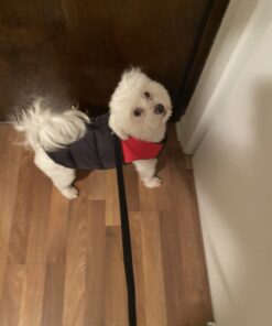 Gooby Padded Vest Dog Jacket - Red, Medium - Warm Zip Up Dog Vest Fleece Jacket with Dual D Ring Leash - Winter Water Resistant Small Dog Sweater - Dog Clothes for Small Dogs Boy and Medium Dogs Medium chest (18.25") 1 33 B1miamILdjS