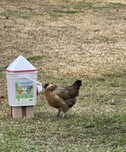RentACoop 20lb BPA-Free Chicken Feeder with Large Ports - Includes Lid, Anti-Roost Cone, Ports, Rain Hoods - Suitable for Chickens - Corner Placement 35 B1nMTVprpbS
