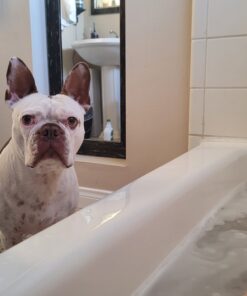 Aveeno Soothing Bath Soak for Eczema, Natural Colloidal Oatmeal, 8 ct. 1.50 Ounce (Pack of 8) 28 B1ofpzDVdyS