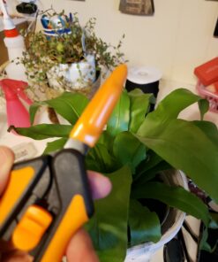 Fiskars Micro-Tip Pruning Snips - 6" Garden Shears with Sharp Precision-Ground Non-Stick Coated Stainless Steel Blade - Gardening Tool Scissors with SoftGrip Handle Pruning Snips (Non-Stick) 33 B1okNpX4FzS