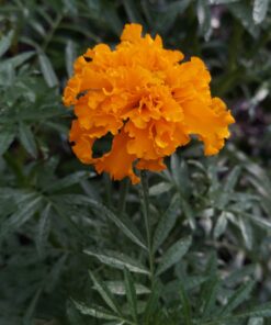 Sow Right Seeds - Flower Seed Collection - Carnation, Gayfeather, Dahlia, Morning Glory, Larkspur, Balsam, Snapdragon, Phlox, Zinnia, & Daisy - Non GMO Heirloom Seeds for Planting - 10 Packets 38 B1pSSoKFjuS